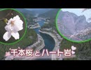 ”絶景”恋人たちの聖地　八女市の日向神ダムを彩る千本の桜とハート岩