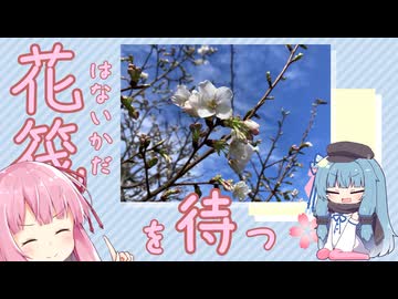 花筏を待つ【だいたいボイロ劇場】