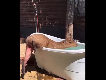 ホモと学ぶカピバラの足の長さ