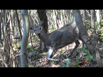 わな猟日誌（その９）
