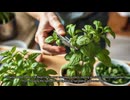 Growing Herbs Indoors for Beginners