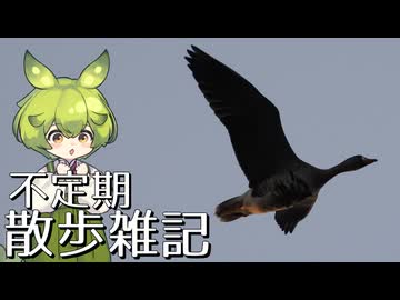 不定期散歩雑記_96 - 宍道湖西岸探鳥(2月)