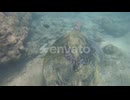 A Sea Turtle Swims Underwater in the Ocean