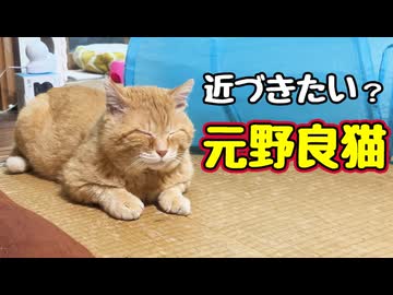 変なとこで遠慮する【元野良猫】