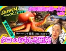 【海外も注目】「タコも人と同じ錯覚を起こす？」タコ研究の第一人者に聞くおもしろ研究｜番外編
