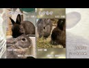 【うさぎ】2026/1　ショート動画まとめ【ショート】
