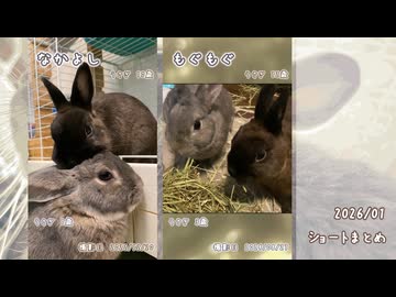 【うさぎ】2026/1　ショート動画まとめ【ショート】
