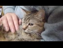 拾いねこ＠生後4985/910日目　パパごと毛繕いするゆきちくん。