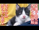 小さなお兄ちゃん猫、デッカい子猫で赤ちゃん返り