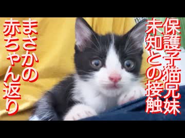 小さなお兄ちゃん猫、デッカい子猫で赤ちゃん返り