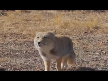 ホモと学ぶチベットスナギツネの歩き方