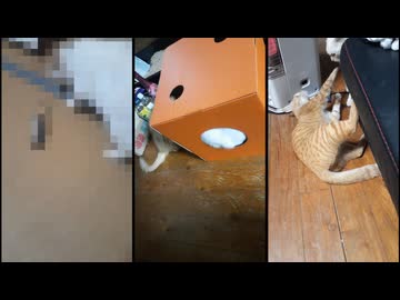 白と茶