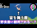 【Oh Deer】「不規則な野良鹿の動きが気になって」