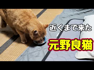 もう ちょっとで こたつ【元野良猫】