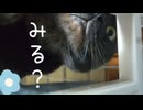 猫のゴロゴロ音だったりスヤスヤ猫だったり