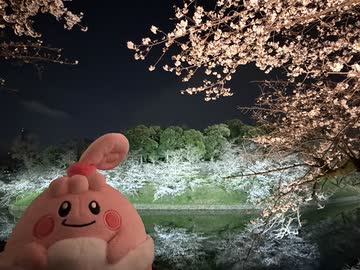 かわしまVlog  千鳥ヶ淵お花見2026編