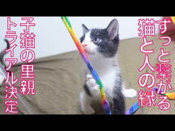 繋がる猫のご縁、子猫のトライアル先が決定！