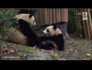 PandapiaLive_2026_4_2