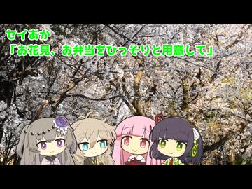 セイあか「お花見、お弁当をひっそりと用意して」