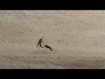 ホモと見る蚊のホモ