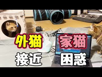 目の前まで接近【元野良猫】