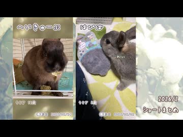 【うさぎ】2026/2　ショート動画まとめ【ショート】