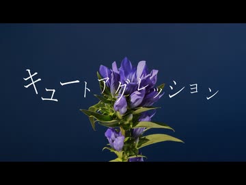 キュートアグレッション / とうふ【歌ってみた】