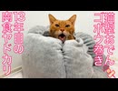 猫型おでんの具、ごぼう巻きになる