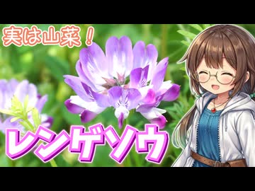 見て可愛い食べて美味しいレンゲソウ♪