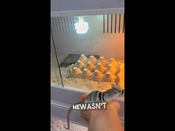 ホモと見るメスを見てたまげるトカゲ