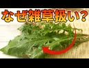 栄養豊富な野菜が日本で雑草扱いされている理由【セイヨウタンポポ】