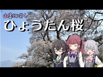 山奥の公園に咲くひょうたん桜！【ソフトウェアトーク旅行】