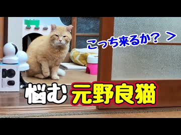 畳の部屋に入りたそうですが…【元野良猫】