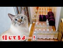 カシャッ！と猫缶を開けると、どこからともなく猫が現れます