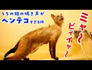【おしゃべり好きな猫】ヘンテコな鳴き声がクセになる猫のデュフィの鳴き声集＜第３弾＞