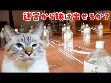 ラップで透明の壁を作ってひと部屋まるごと迷路にしてみた結果…