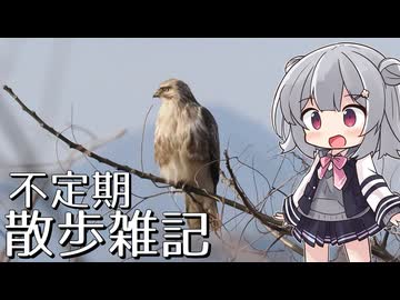 不定期散歩雑記_98 - 2月の探鳥まとめ