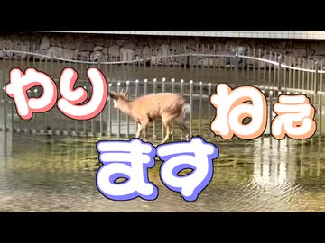 Deer Flap