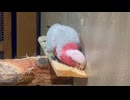 【東武動物公園】ミスティ君のかじかじタイム【モモイロインコ】