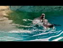【長崎ペンギン水族館】亜成鳥同士のわちゃわちゃタイム【フンボルトペンギン】