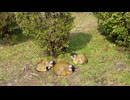 【伊豆シャボテン動物公園】リスザルたちのすやすやタイム【ボリビアリスザル】