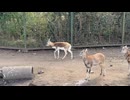 【伊豆アニマルキングダム】主役感のある男の子【ブラックバック】