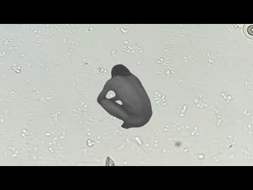 AIに拓也県の寄生虫を紹介してもらう