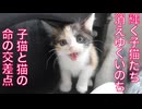輝きの子猫と消えゆく光、交差するいのちたち