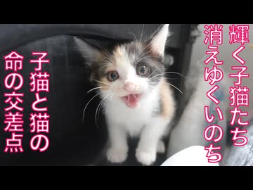 輝きの子猫と消えゆく光、交差するいのちたち