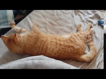 犯猫を探せ