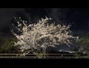 ふじながたかみ「夜桜舞踊」（Music Video）