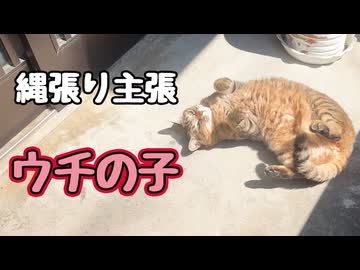 しっかり縄張り主張してますが…【元野良猫】【獣】