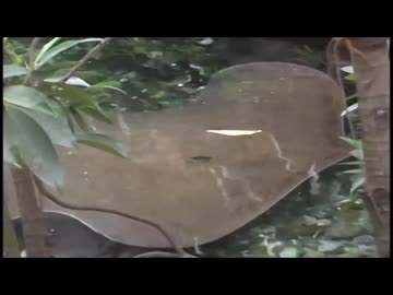 板橋区立 熱帯環境植物館の巨大淡水エイ