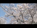 福岡で桜満開　福岡城さくらまつり花見客でにぎわう